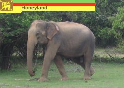 Elefant